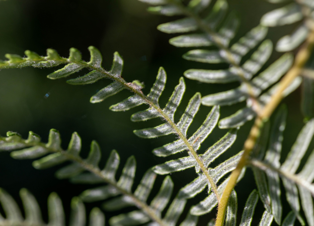 Close up of green ferns