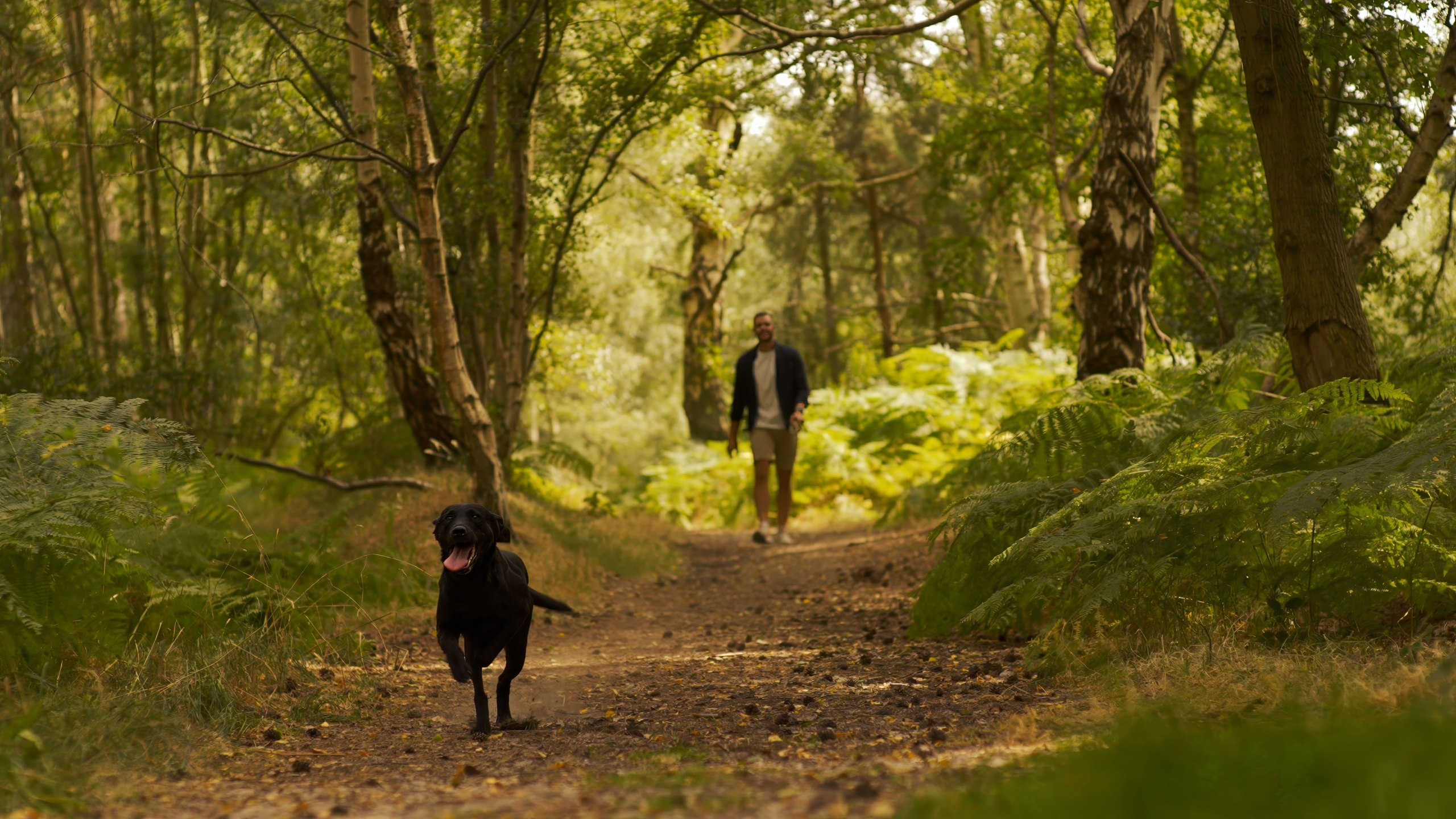 A person walks along a lush forest path while a black dog runs ahead with its tongue out. Tall trees and dense greenery line both sides of the trail.